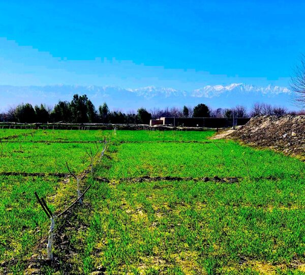Nangarhar